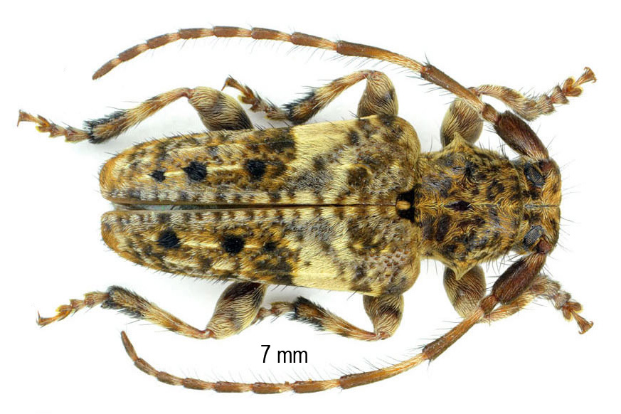 Pogonocherus fasciculatus (De Geer, 1775)